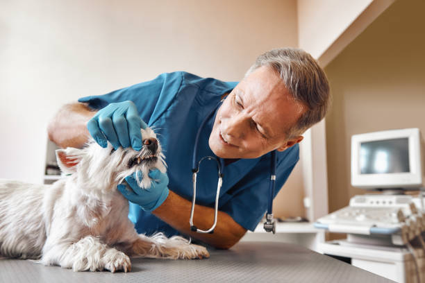 Best Emergency Root Canal Treatment in Wake Village, TX